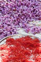 عکاسی  محصولات کشاورزی سلیمانی