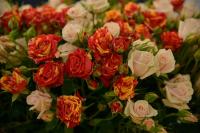 عکاسی محصولات کشاورزی