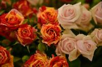 عکاسی محصولات کشاورزی
