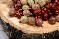 مواد غذایی