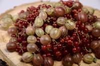 مواد غذایی