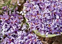 عکاسی صنایع غذایی و بهداشتی